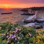 Coast Dairies State Beaches (Bonny Doon State Beach, Shark Fin State Beach, Laguna State Beach & Panther)