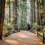 Henry Cowell Redwoods State Park (SP)