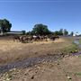 Wild Horse Sanctuary