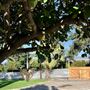 King Street Orchard & Farmhouse