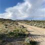 Joshua Tree Barren Landscape