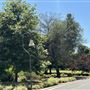Lacy Park