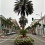 Rodeo Drive - Beverly Hills