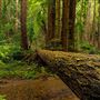 Butano State Park (SP)