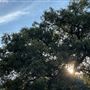 Driftwood Ranch