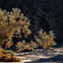 Anza-Borrego Desert State Park (SP)