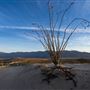 Anza-Borrego Desert State Park (SP)