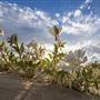 Ocotillo Wells State Vehicular Recreation Area (SVRA)