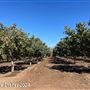 Tejon Ranch