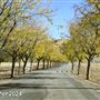 Tejon Ranch