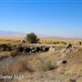 Tejon Ranch