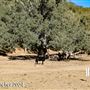 Tejon Ranch