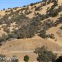 Tejon Ranch