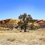 Tejon Ranch