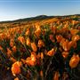 Antelope Valley California Poppy Reserve State Natural Reserve (SNR)