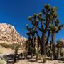 Antelope Valley Indian Museum State Historic Park (SHP)