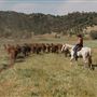 Rankin Ranch - California Cattle & Guest Ranch