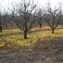 Calico Ranch Apple Orchard