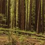Armstrong Redwoods State Natural Reserve (SNR)