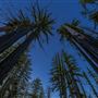 Big Basin Redwoods State Park (SP)