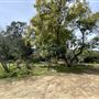 Lummis Home and Gardens