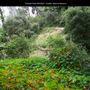 Presidio Park