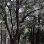 4 Log Cabins and 15 Wooded Acres Near Crestline, CA