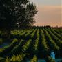 Lodi