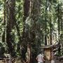 Armstrong Redwoods State Natural Reserve (SNR)