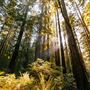 Armstrong Redwoods State Natural Reserve (SNR)