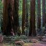 Armstrong Redwoods State Natural Reserve (SNR)