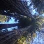 Armstrong Redwoods State Natural Reserve (SNR)