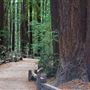 Armstrong Redwoods State Natural Reserve (SNR)