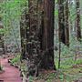 Armstrong Redwoods State Natural Reserve (SNR)