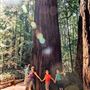Armstrong Redwoods State Natural Reserve (SNR)