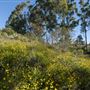 Crystal Cove State Park (SP)