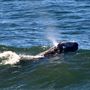 Bodega Bay