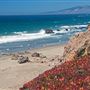 Salmon Creek Beach (Sonoma Coast State Park)