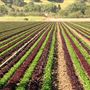 Salinas Valley
