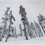 Dodge Ridge Mountain Resort