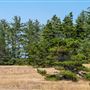 Tolowa Dunes State Park (SP)