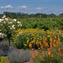 Dry Creek Vineyard