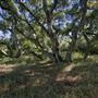 Los Osos Oaks State Natural Reserve (SNR)