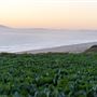 New Brighton State Beach (SB)
