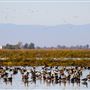 Gray Lodge Wildlife Area - California Department of Fish & Wildlife (CDFW)