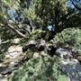 Storrier Stearns Japanese Garden