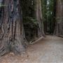 Henry Cowell Redwoods State Park (SP)