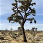 Yucca Valley