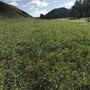 Bracaccini Ranch Property - 50 acres open field / Ranch House / Barns