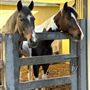 Rancho Equestrian House